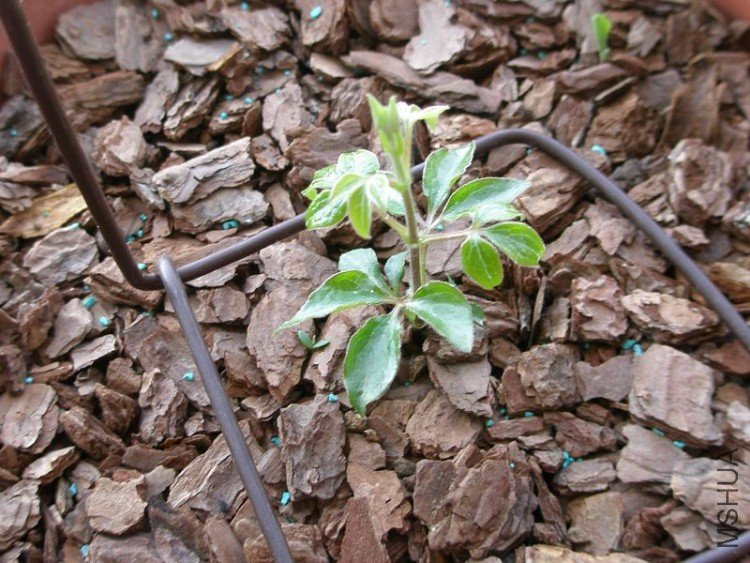 ��Ȼ��׳�ĺ���