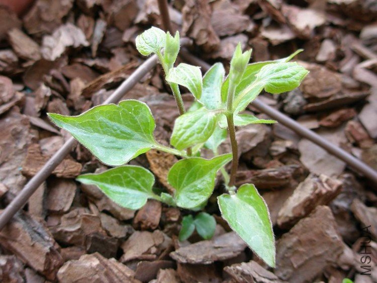 ���䣬���Ǹ����Ӱ����������