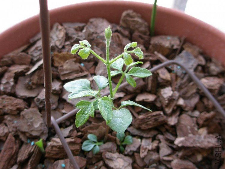 �������ˡ�