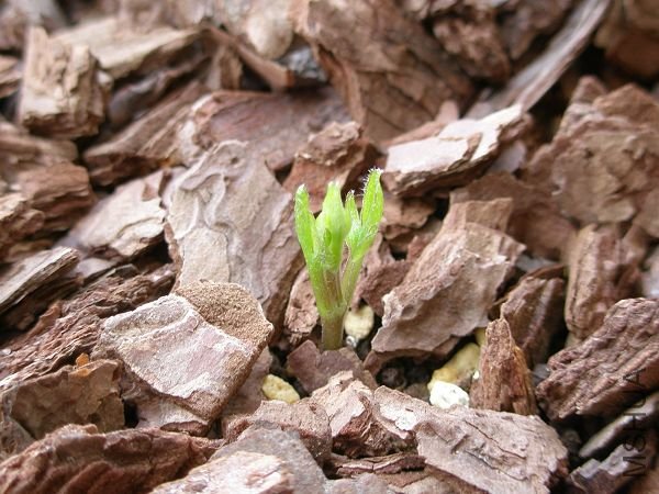 ���Ƕ�ͷ�˵Ĳʽ����Ѿ����·�ѿ�ˡ�