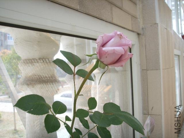 SSL11830.jpg