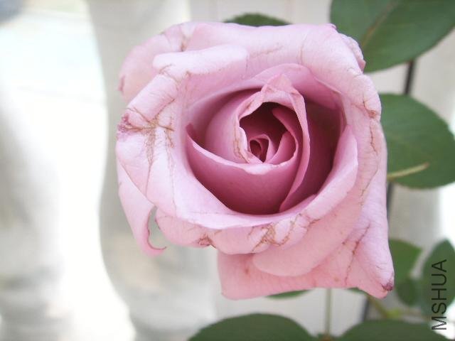 SSL11828.jpg