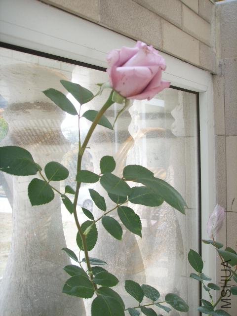 SSL11829.jpg