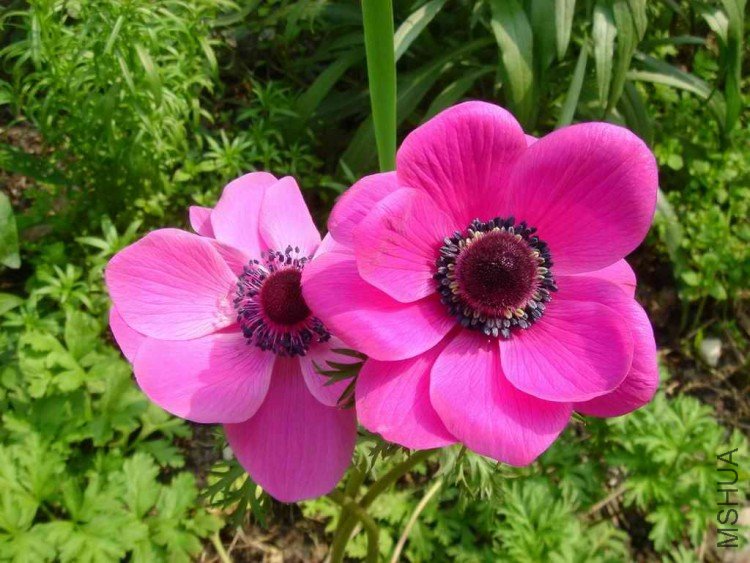 ������С DSC01041.jpg