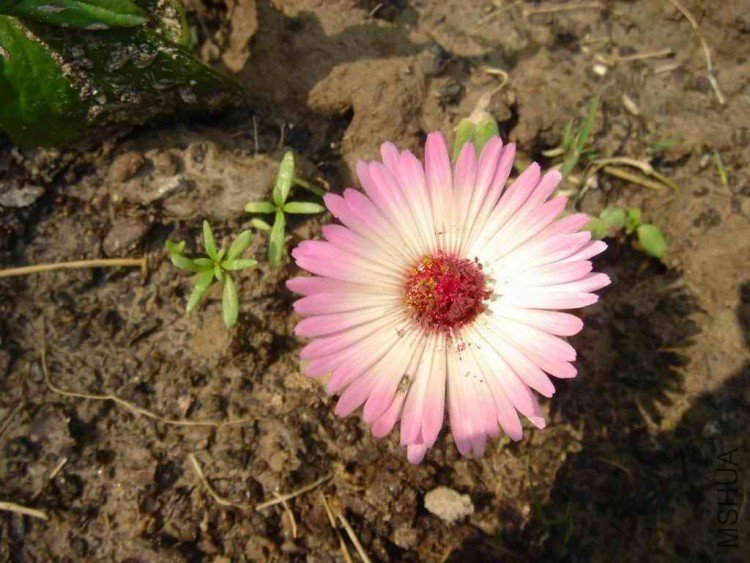 ������С DSC01043.jpg