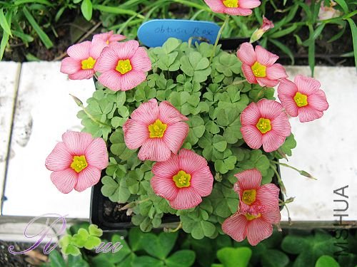 Oxalis obtuse Rose 7.jpg