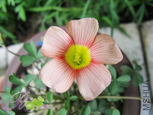 O'obtusa  Peach & cream 8.jpg