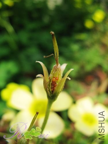 O'obtusa sunset ���� 4.jpg