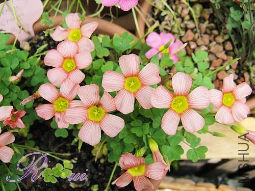 obtusa orange cream 14.jpg