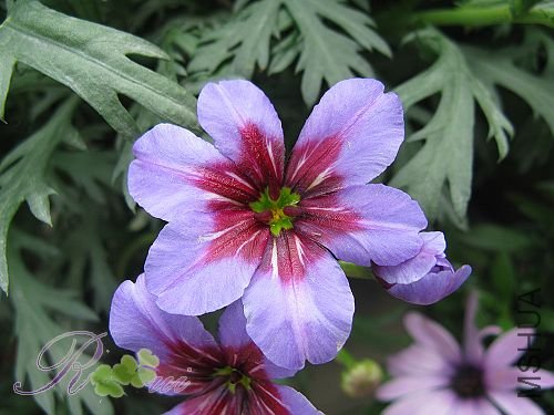 ����ٺ�-�Ϻ� 5.jpg