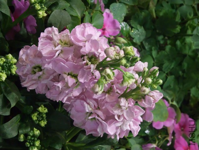 DSCF0057.JPG