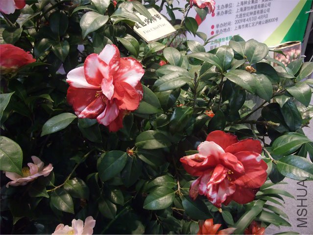 DSCF0061.JPG