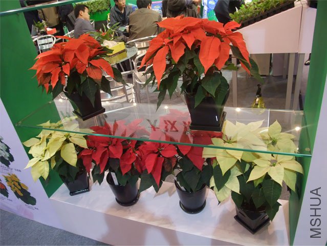 DSCF0063.JPG