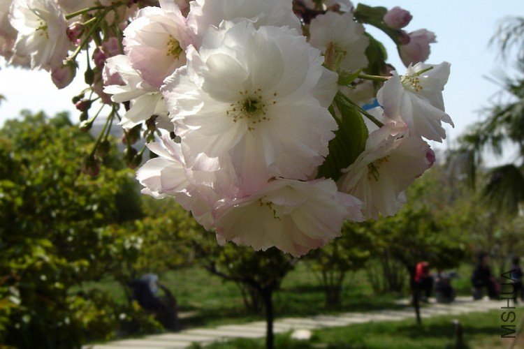 DSC07726-.jpg
