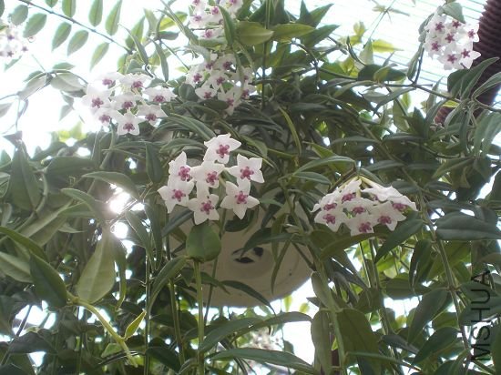 ���ܶ�,Ҷ��Ҳ������,��ƽ�����������ֲ�̫һ��