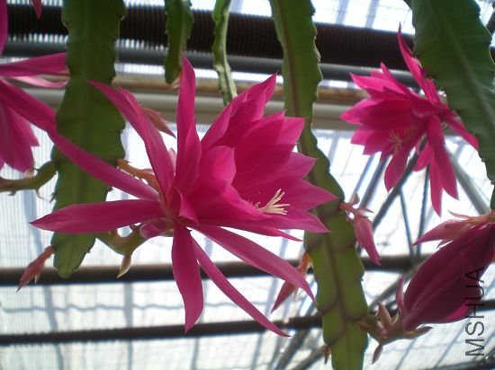 ��������ô