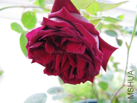 nEO_IMG_IMG_0755.jpg