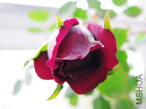 nEO_IMG_IMG_0754.jpg