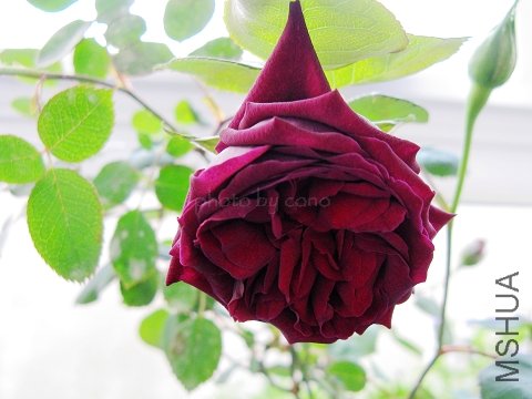 nEO_IMG_IMG_0751.jpg