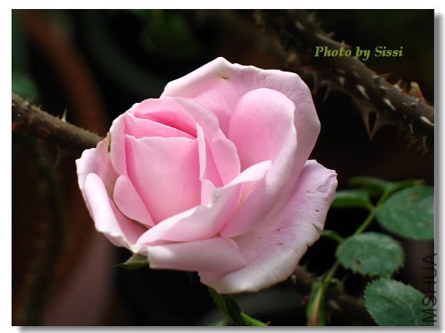 ��һ���ո����ŵĻ���~