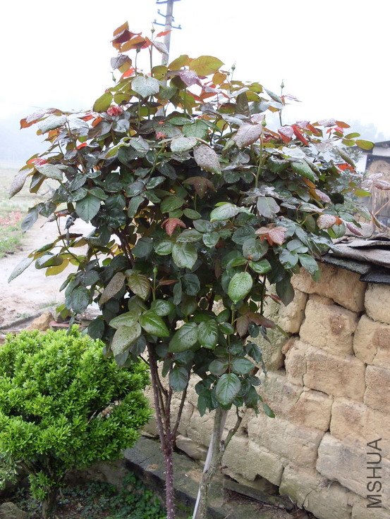 ����¼�����������