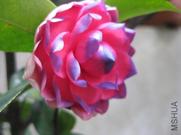 �軨���� --��������004.jpg