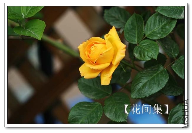 IMG_3499 ����.jpg