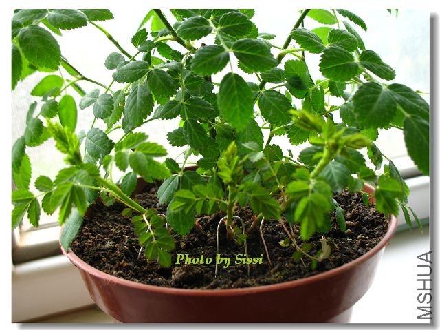 ��ѿ�ĳ���~