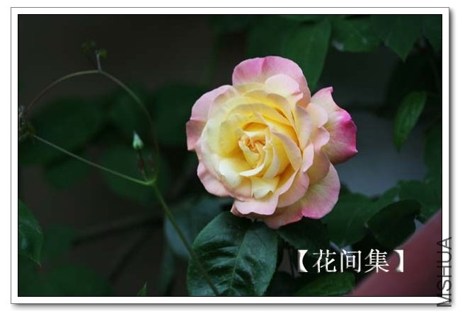 IMG_3558 ����.jpg