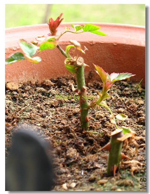 ����ż��ʧְ��2��ī��Ǥ��С�����1�ã�555~~~