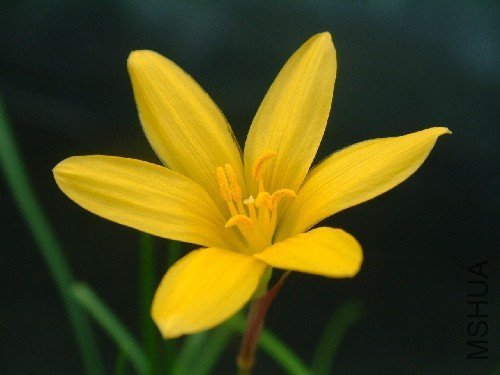 Zephyranthes flavissima.jpg