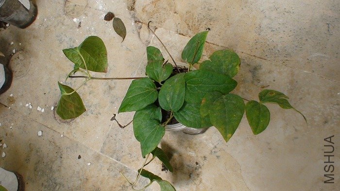 3-2�ռ��µ�֦��, ����35����,��Ҷ���.������̿10��,�������25��.���ǻ�û����.