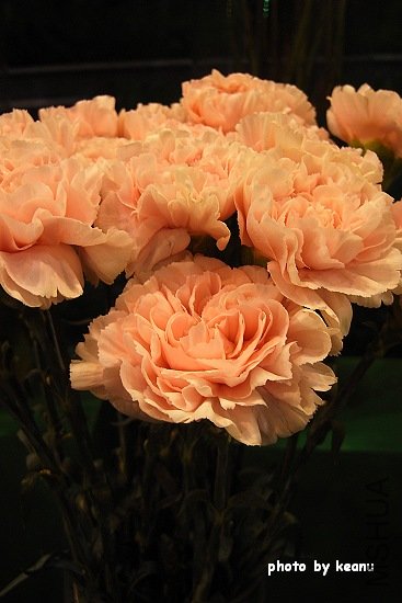 R1100819.jpg