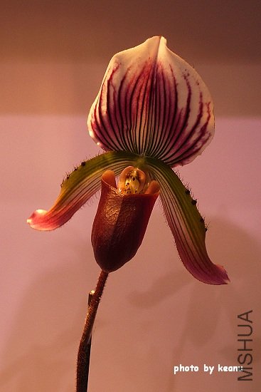 R1100828.jpg