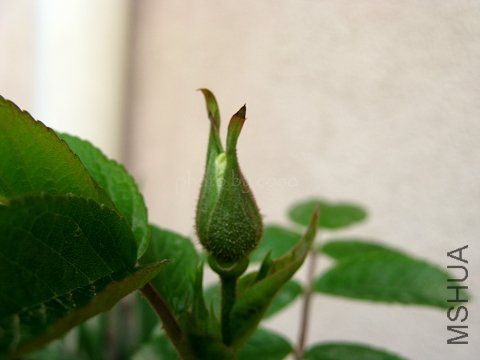 nEO_IMG_IMG_0757.jpg