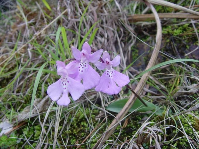 SNV33433.JPG