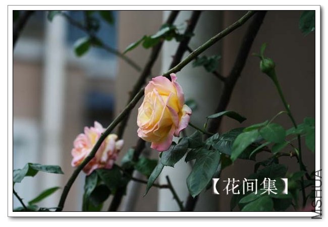 IMG_3560 ����.jpg