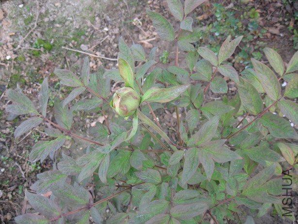 ��Ƭ 020_��С��С.jpg