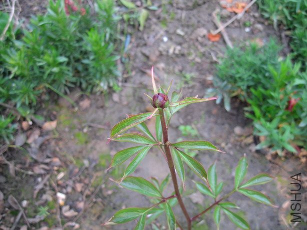 ��Ƭ 019_��С��С.jpg