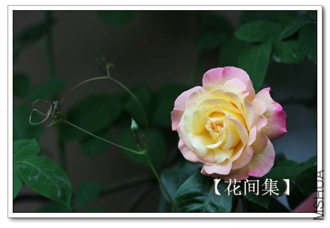 IMG_3559 ����.jpg