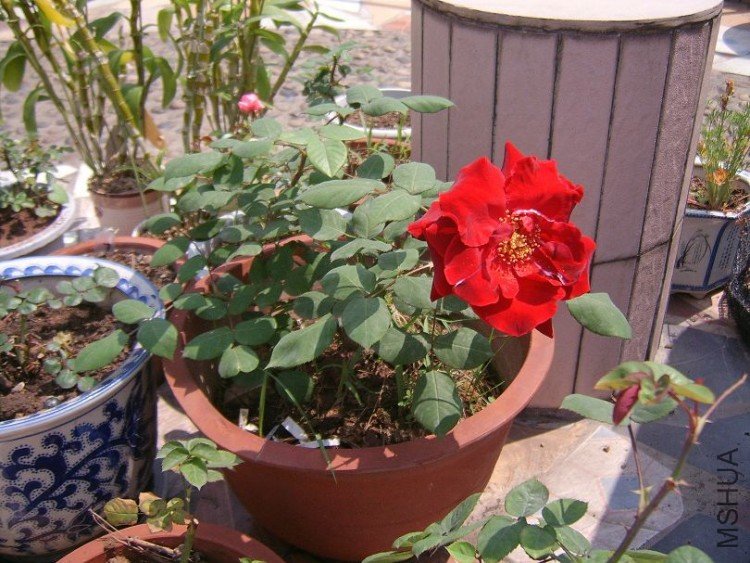 nEO_IMG_STA50006.jpg