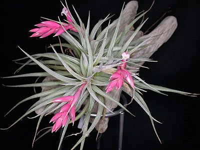 t.recurvifolia.jpg