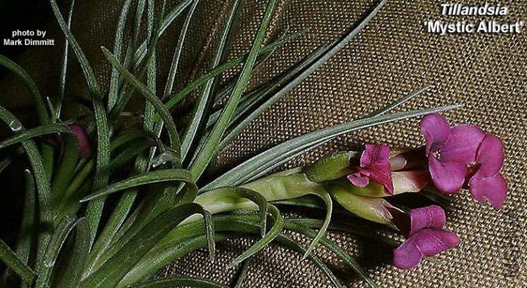 t.stricta x albertiana.jpg