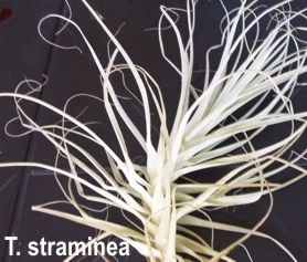 T.schiedeana  \'Minor\'.jpg