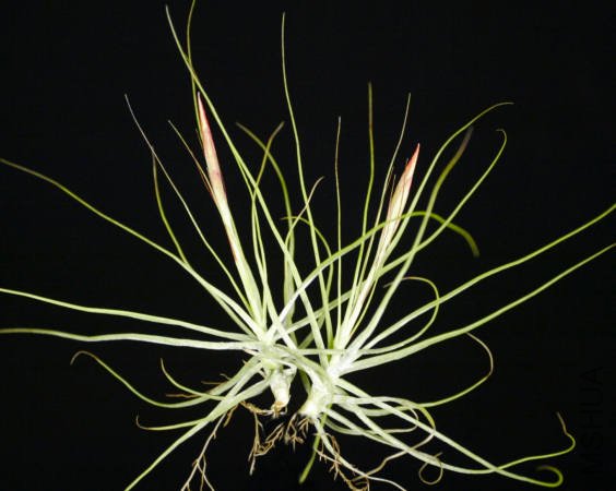 t.schiedeana  \'Major\'.jpg