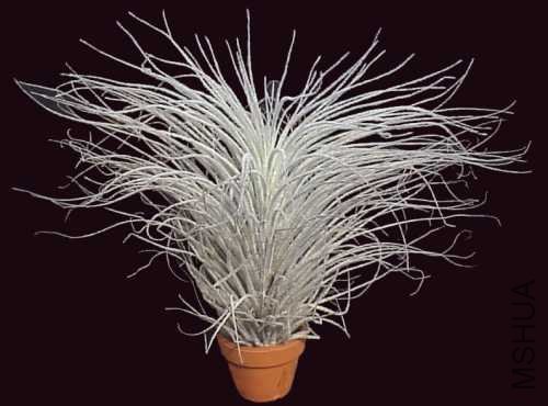 t.tectorum.jpg