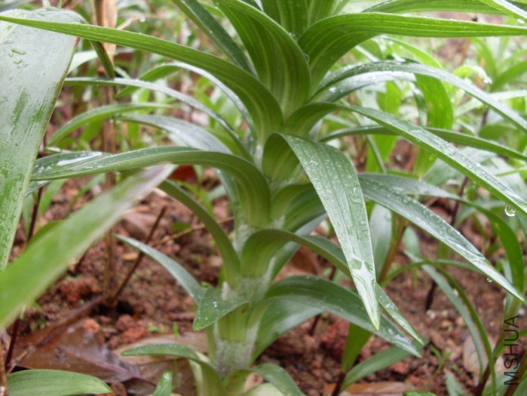 �����ľ���ë���޵ġ�