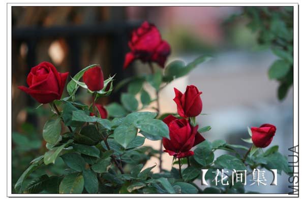 IMG_3739 ����.jpg