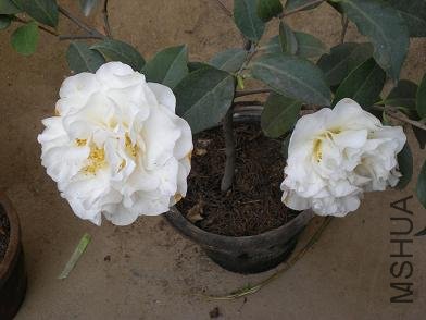 ��Ƭ 078.jpg
