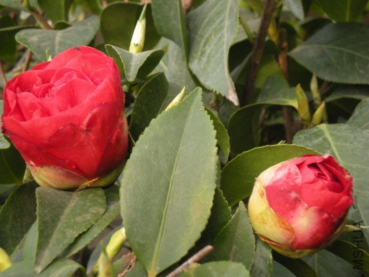 ��Ƭ 093.jpg